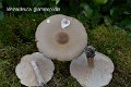 Melanoleuca grammopodia-amf1845